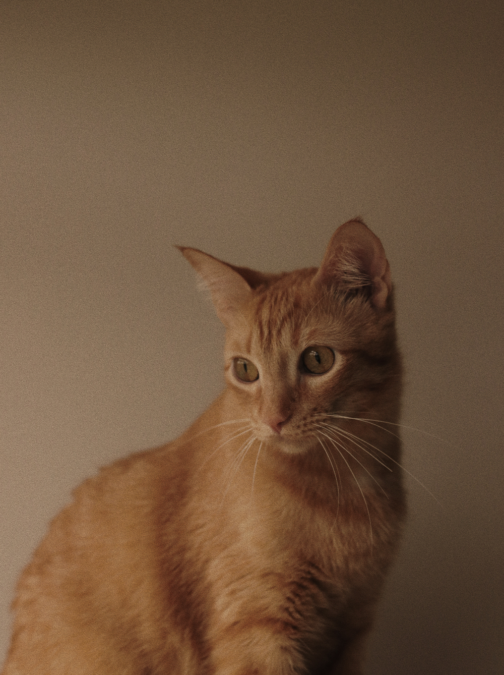 chuva, gatinhos, livro e chá